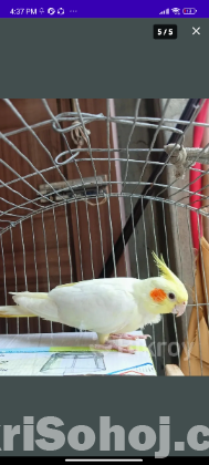 Cockatail lutino bird